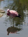 FZ005870 Flamingo.jpg